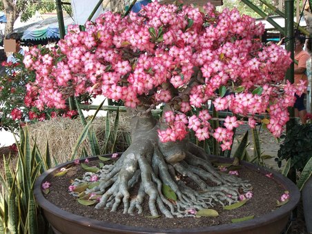 Çöl Gülü (Desert Rose/Adenium Obesum) 10 Adet Renkli Karışık Tohum - Egzotik Sukulent Bitki, Açık Alan ve Saksıda Kolay Yetişen, Yaz Dönemi Çiçek Açan