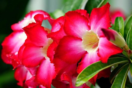 Çöl Gülü (Desert Rose/Adenium Obesum) 10 Adet Renkli Karışık Tohum - Egzotik Sukulent Bitki, Açık Alan ve Saksıda Kolay Yetişen, Yaz Dönemi Çiçek Açan