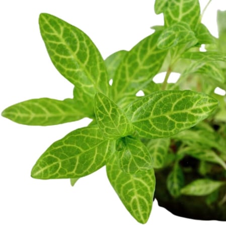 Hygrophila Polysperma Rosanervig Kolay Akvaryum Zemin Bitkisi Canlı Akvaryum Bitkisi