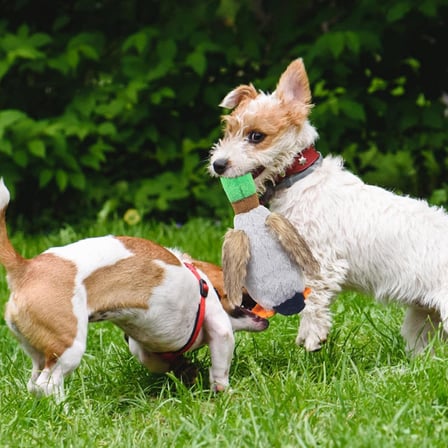 Peluş Sesli Ördek Evcil Hayvan Oyuncağı - Köpekler İçin Sesli ve Dayanıklı Peluş Ördek Oyuncak