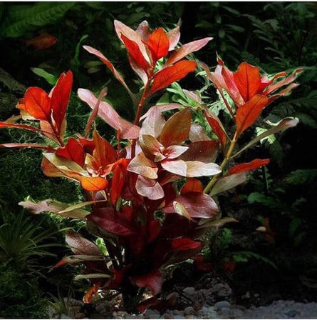 Ludwigia Repens Rubin Saksı- Canlı Bitki