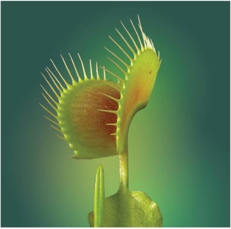 Dashing Look Venus Fly Trap Tohumu 5 Adet Tohum Etçil Bitki Etobur Bitki Sinek Kapan TH-thmcmthm172