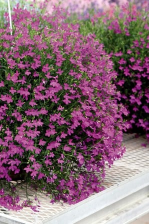 Dashing Look Pembe Lobelia Çiçeği Tohumu / 20 Adet Tohum TH-thmcmthm324