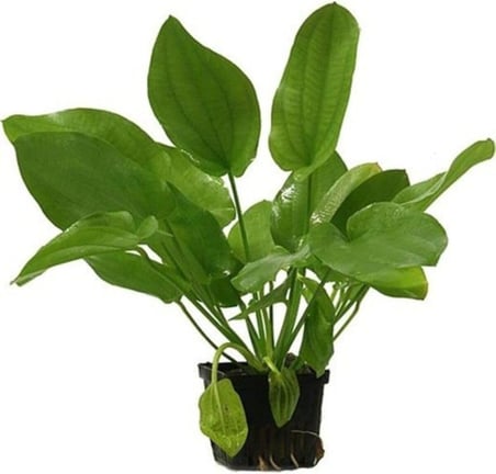Echinodorus Schlueteri Saksı Canlı Bitki