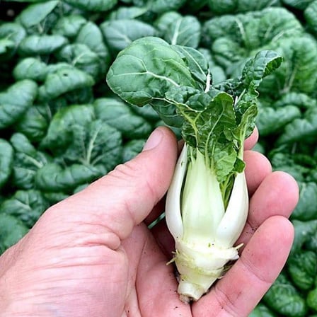 Altın Pak Choi Tohumu Golden Pak Choi 100+ Tohum
