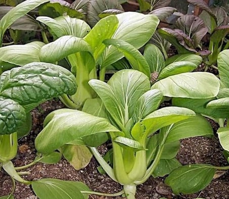 Altın Pak Choi Tohumu Golden Pak Choi 100+ Tohum