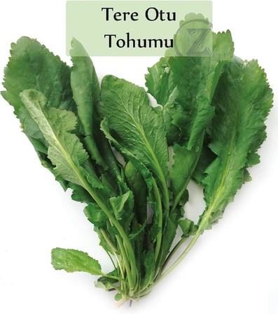 Tere Tohumu 1 Paket (10Gr=5000+ Adet) Tere Otu Tohumu Geniş Yapraklı Tere