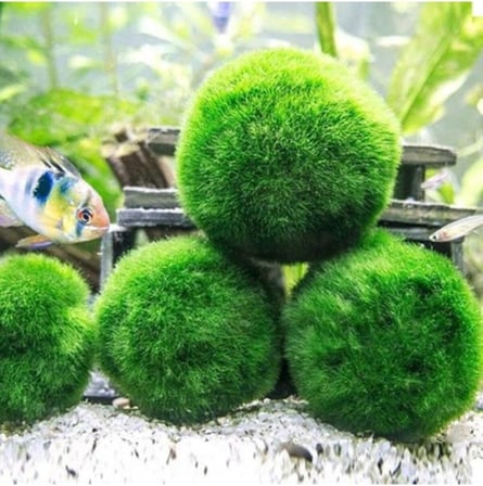 İthal Bitki Marimo Moss Ball 2-3cm Yosun Topu Canlı Bitki Kopy1-951512