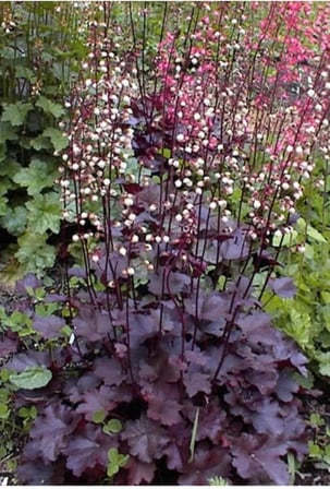 Tohum Dünyam 20 Adet Palace Purple Heuchera/Coral Bells Micrantha Tohumu