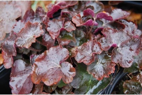 Tohum Dünyam 20 Adet Palace Purple Heuchera/Coral Bells Micrantha Tohumu