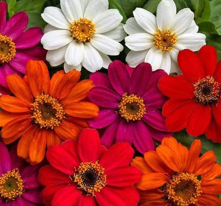 Zinnia Çiçeği Tohumu (Mini Çiçekli, Kirli Hanım) Karışık Renkli - 5 Tohum