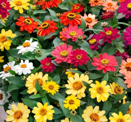 Zinnia Çiçeği Tohumu (Mini Çiçekli, Kirli Hanım) Karışık Renkli - 5 Tohum