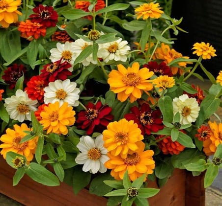 Zinnia Çiçeği Tohumu (Mini Çiçekli, Kirli Hanım) Karışık Renkli - 5 Tohum