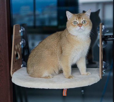 Cam Yatağı Vantuzlu Kedi Cam Yatağı Vantuzlu Yatak (Krem)