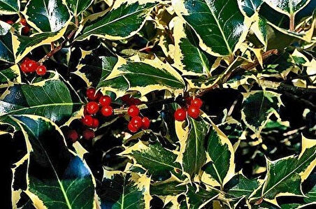 1-2 Yaş Arası Saksılı Alacalı Çoban Püskülü (Ilex aquifolium 'Madame Briot') Fidanı - Göz Alıcı Alacalı Yapraklar ve Dekoratif Çalı