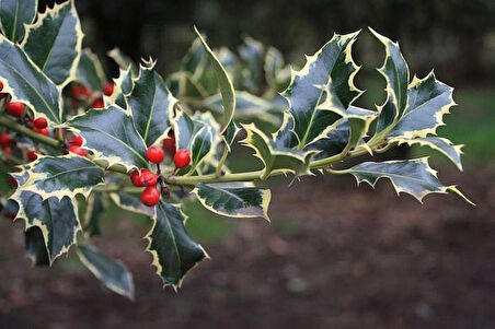 1-2 Yaş Arası Saksılı Alacalı Çoban Püskülü (Ilex aquifolium 'Madame Briot') Fidanı - Göz Alıcı Alacalı Yapraklar ve Dekoratif Çalı