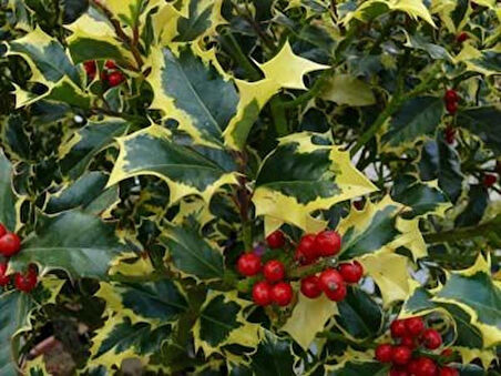 1-2 Yaş Arası Saksılı Alacalı Çoban Püskülü (Ilex aquifolium 'Madame Briot') Fidanı - Göz Alıcı Alacalı Yapraklar ve Dekoratif Çalı