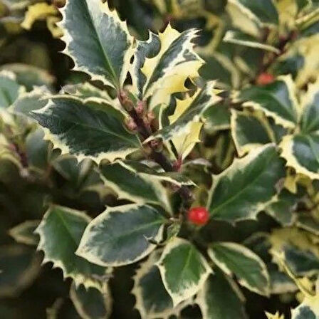 1-2 Yaş Arası Saksılı Alacalı Çoban Püskülü (Ilex aquifolium 'Madame Briot') Fidanı - Göz Alıcı Alacalı Yapraklar ve Dekoratif Çalı