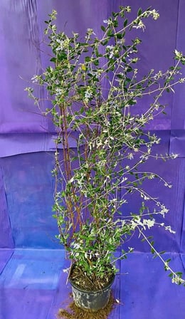 Zeytin Çalısı Bitkisi, Doğal Yeşil Yapraklı, Saksıda Canlı Bitki, Bahçe ve Balkon İçin