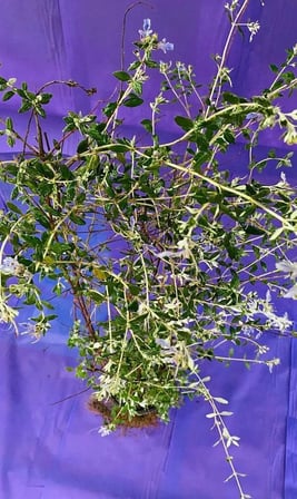 Zeytin Çalısı Bitkisi, Doğal Yeşil Yapraklı, Saksıda Canlı Bitki, Bahçe ve Balkon İçin