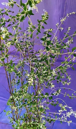Zeytin Çalısı Bitkisi, Doğal Yeşil Yapraklı, Saksıda Canlı Bitki, Bahçe ve Balkon İçin