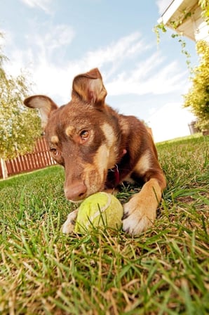 Jouis Dayanıklı Tenis Topu Köpek Eğitim Oyuncağı 3'lü Set - Eğlenceli Evcil Hayvan Yakalama ve Fırlatma Oyun Topu, Diş Sağlığı Destekleyici İnteraktif Köpek Topu