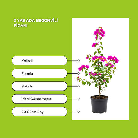 2 Yaş Ada Begonvili Fidanı