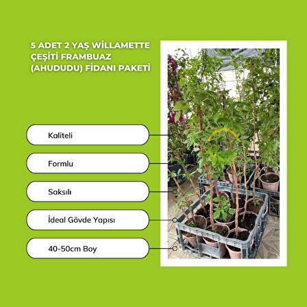 5 Adet Willamette Çeşiti Frambuaz (Ahududu) Fidanı Paketi
