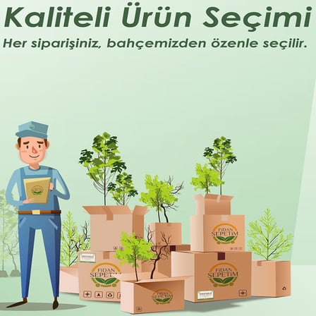 2 adet Hayward Kivi Fidanı Paketi (1erkek+1dişi)