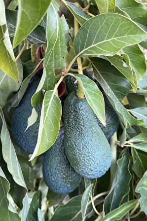 AVOKADO 