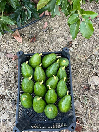 AVOKADO 