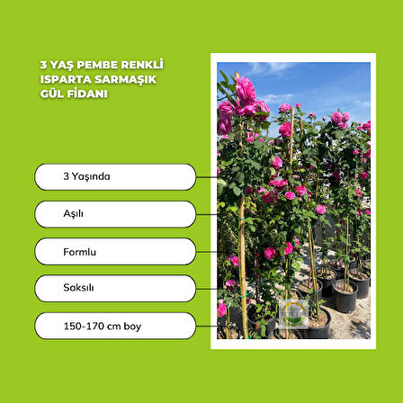 2 Adet 3 Yaş Pembe Renkli Isparta Sarmaşık Gül Fidanı Paketi