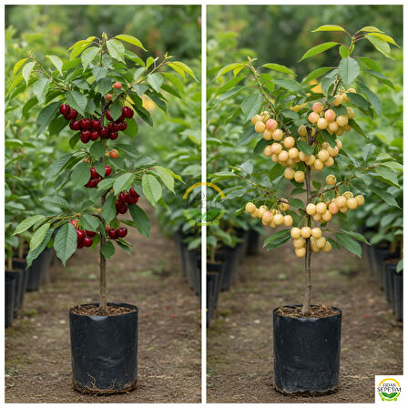 3 Yaş Aşılı Napolyon ve Starksgold Kiraz Fidanı Paketi - Hobi Bahçelerine Özel