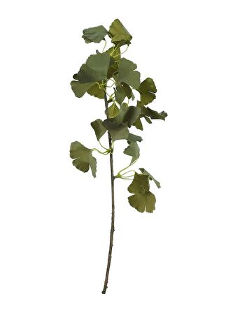 Paşabahçe Gınkgo 75 Cm