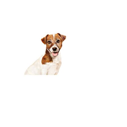 Royal Canin Küçük Irklar için Ageing Yaş Köpek Maması 85g