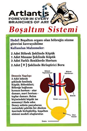 Boşaltım Sistemi Modeli 8 Parça 1 Paket Okul Sınıf Deney Seti Böbrek Boşaltım Sistem Deney Malzemesi