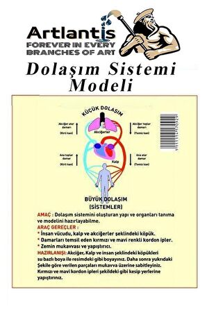 Dolaşım Sistemi Modeli 5 Parça 1 Paket Okul Sınıf Deney Seti Kan Akışı Dolaşım Sistem Deney Malzemesi