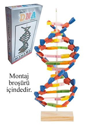 Dna Modeli 1 Paket Evadan DNA Yapım Seti Dna Saemalı Deney Yapım Seti Okul Materyali