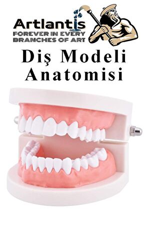 Diş Modeli Anatomisi 1 Paket İnsan Diş Çene Modeli Eğitci Fen Biyoloji Deney Maketi Diş Maketi