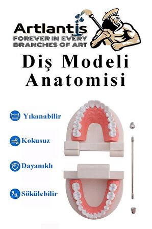 Diş Modeli Anatomisi 1 Paket İnsan Diş Çene Modeli Eğitci Fen Biyoloji Deney Maketi Diş Maketi