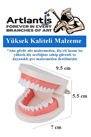 Diş Modeli Anatomisi 1 Paket İnsan Diş Çene Modeli Eğitci Fen Biyoloji Deney Maketi Diş Maketi