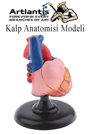 Kalp Modeli 2 Parça 1 Adet Gerçek Boy Kalp Anatomisi Modeli İnsan Kalp Modeli Renkli Bilim Deney Malzemesi