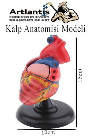 Kalp Modeli 2 Parça 1 Adet Gerçek Boy Kalp Anatomisi Modeli İnsan Kalp Modeli Renkli Bilim Deney Malzemesi