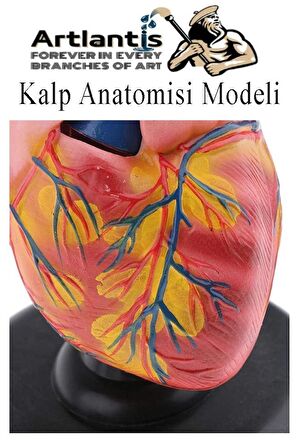 Kalp Modeli 2 Parça 1 Adet Gerçek Boy Kalp Anatomisi Modeli İnsan Kalp Modeli Renkli Bilim Deney Malzemesi