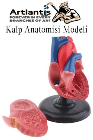 Kalp Modeli 2 Parça 1 Adet Gerçek Boy Kalp Anatomisi Modeli İnsan Kalp Modeli Renkli Bilim Deney Malzemesi