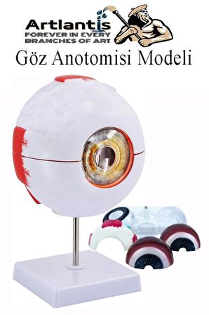 Göz Anatomisi Modeli 1 Adet İnsan Gözü Anatomik Modeli Deney Bilim