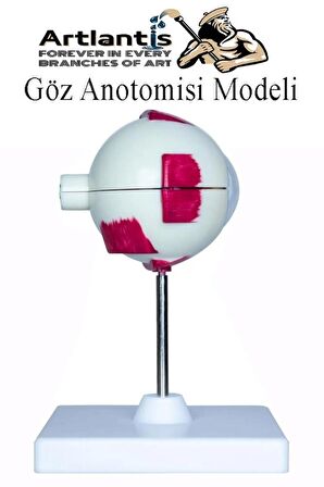 Göz Anatomisi Modeli 1 Adet İnsan Gözü Anatomik Modeli Deney Bilim