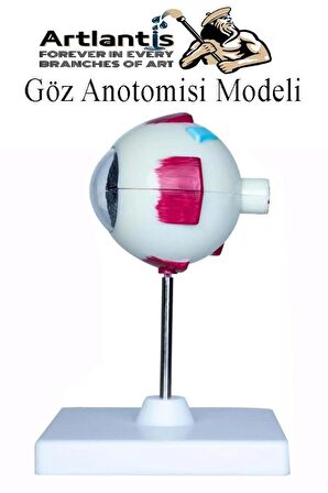 Göz Anatomisi Modeli 1 Adet İnsan Gözü Anatomik Modeli Deney Bilim