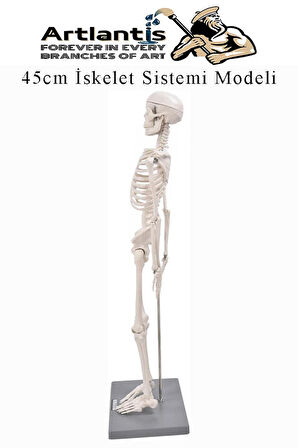 İskelet Maketi 45 cm 1 Adet Eğitim İnsan İskelet Modeli İskelet Sistemi Haraketli İskelet Anatomisi