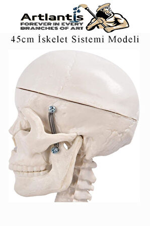 İskelet Maketi 45 cm 1 Adet Eğitim İnsan İskelet Modeli İskelet Sistemi Haraketli İskelet Anatomisi